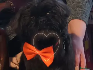 Shih Tzu dogs imperial studs both proven in Bolton - Advert 6