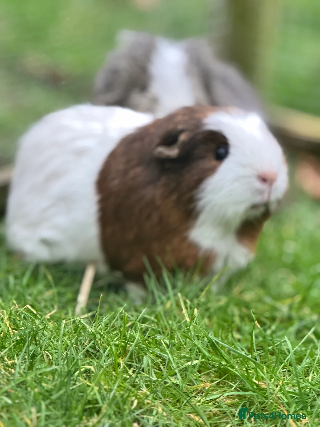 Guinea Pig rodents for sale: 2 Female Guinea Pigs - Advert 5