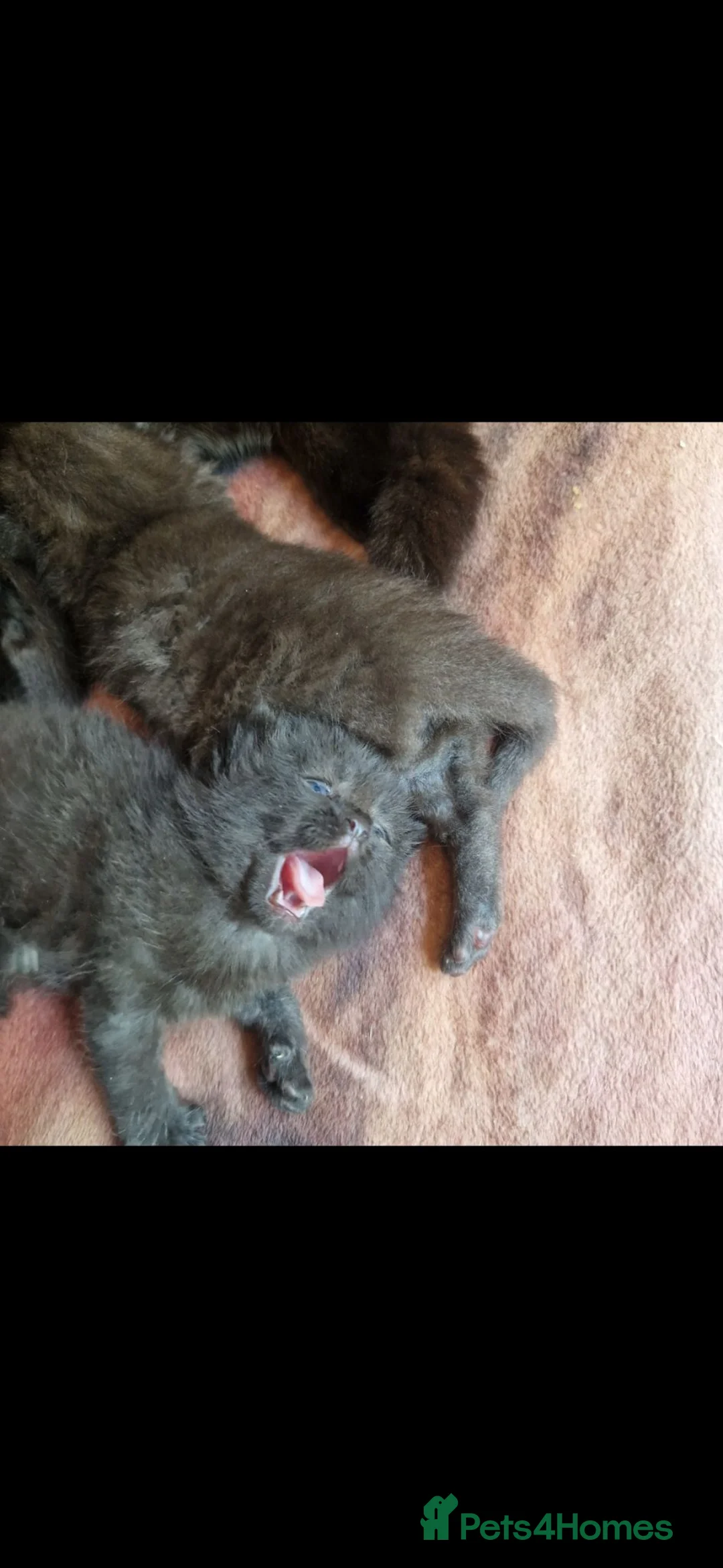 British Shorthair cats for sale: Beautiful BSH x Bengal kittens  - Advert 2