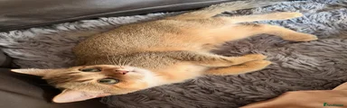 Scottish Fold 1