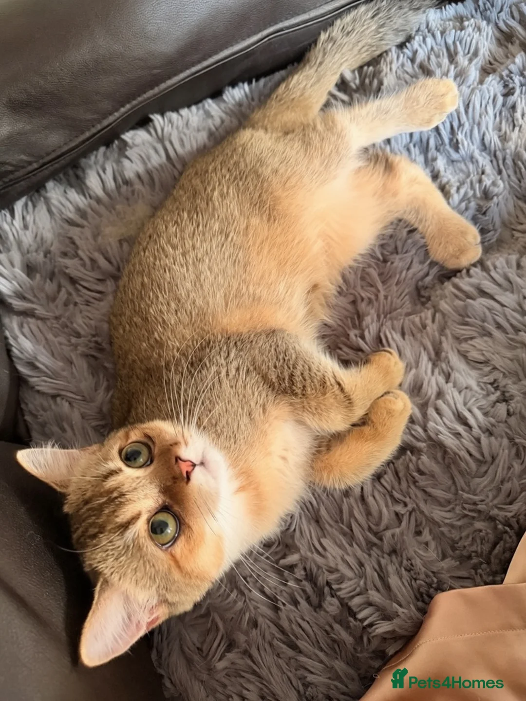 Scottish Fold cats for sale: 1x Male Scottish Straight  in Portsmouth - Advert 2