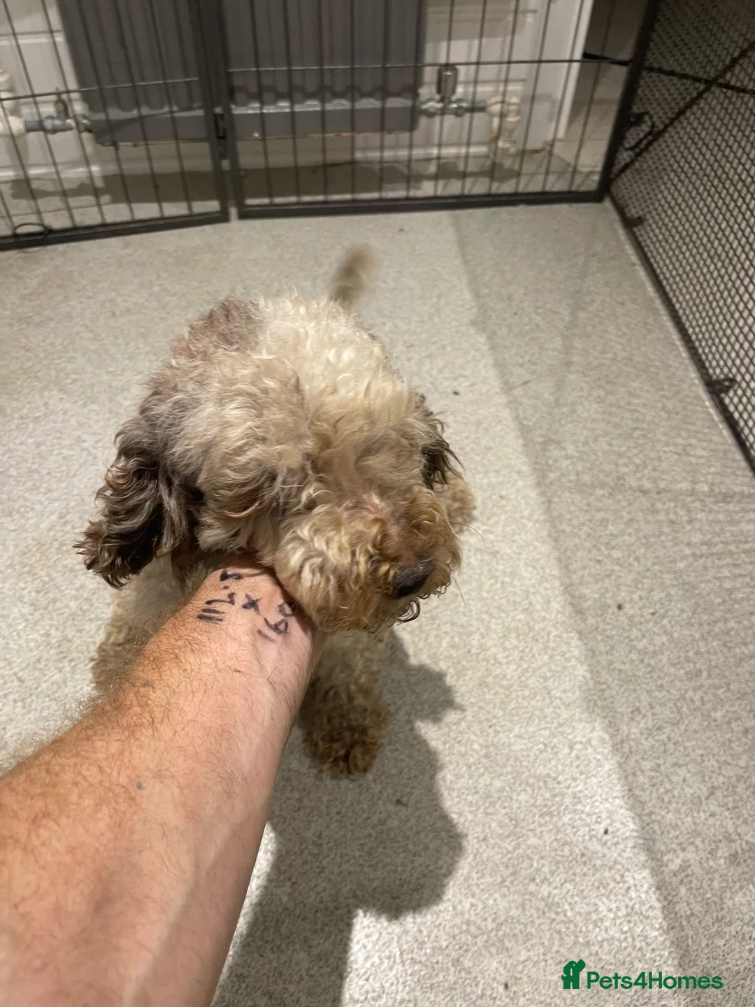 Poodle dogs for sale: Gorgeous Merle poodles toy poodles  in Hull - Advert 1