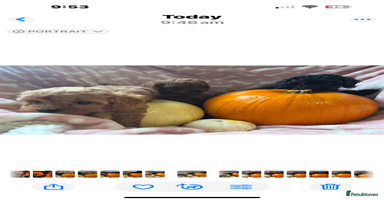 Cavapoo dogs - Advert 6
