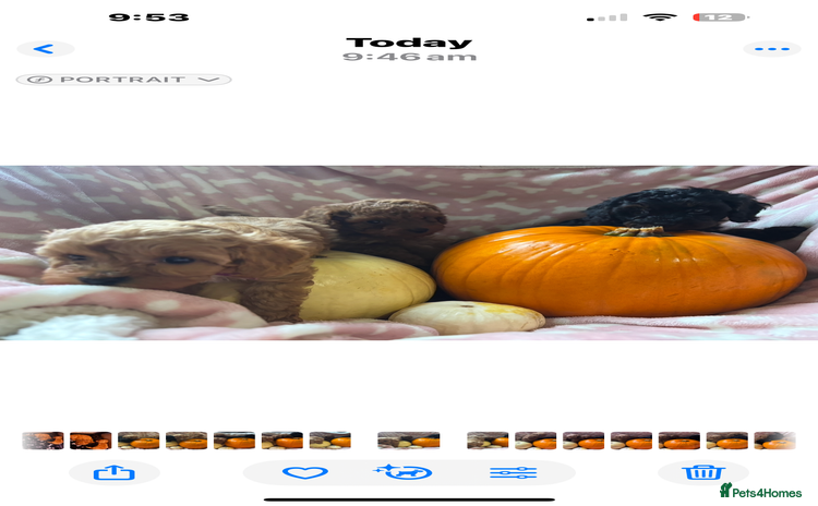 Cavapoo dogs - Advert 2