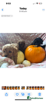Cavapoo dogs - Advert 7
