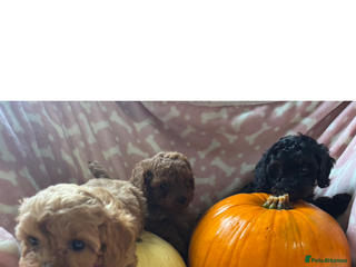 Cavapoo dogs - Advert 7