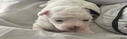 Poochon dogs for sale: Bischoon pups - Advert 3