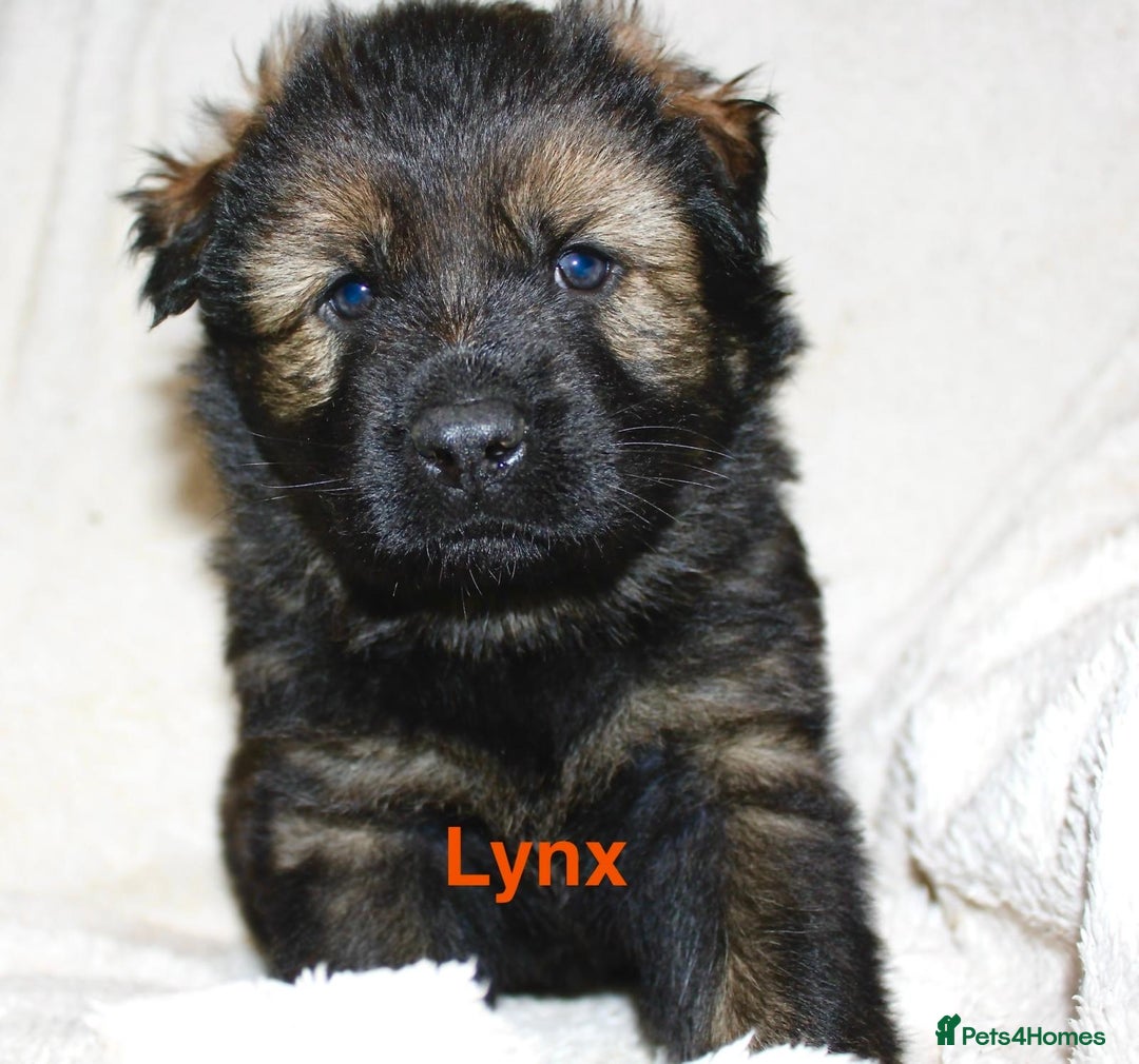 German Shepherd dogs for sale: German shepherd puppies  - Advert 17