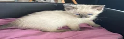 Ragdoll cats for sale: Beautiful Ragdoll x Siamese kittens - Advert 3