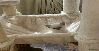 British Shorthair cats - Advert 4