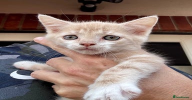 Mixed Breed cats - Advert 9