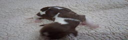 English Springer Spaniel dogs for sale: 🐾KC Reg English Springer Spaniel Puppies for Sale - Advert 17