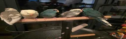 Parakeets birds for sale: Kakariki babies  - Advert 1