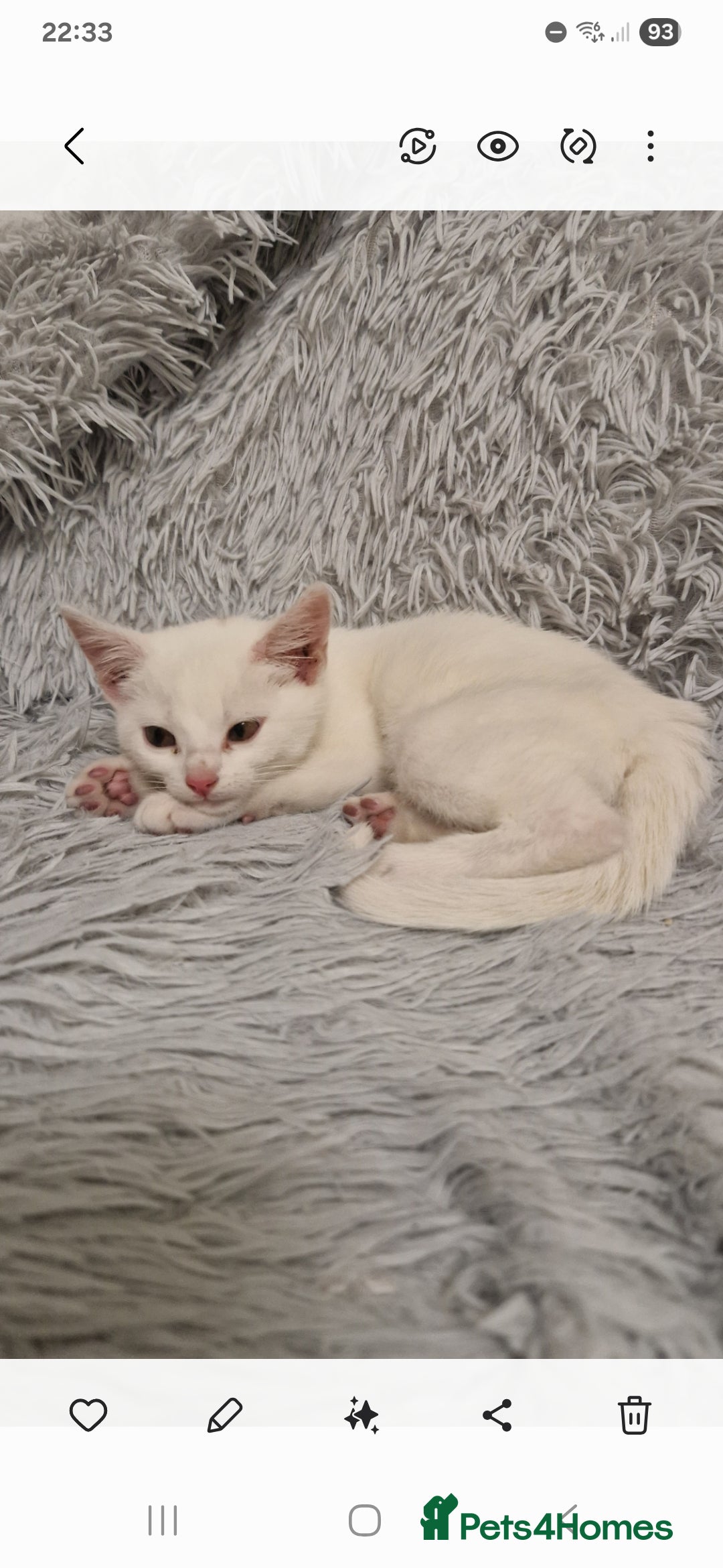 British Shorthair cats for sale: White Female Kitten - Image 3