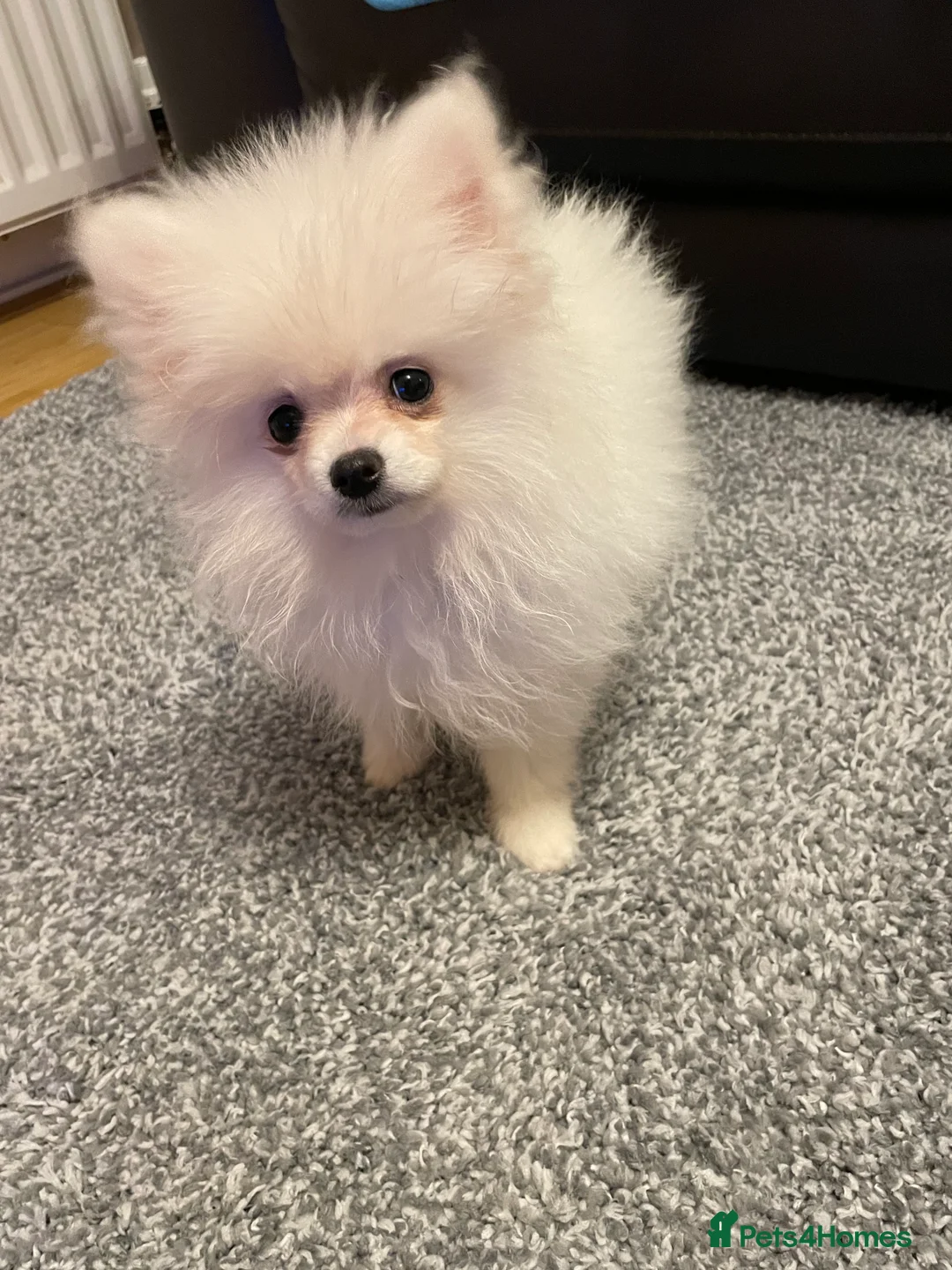 Pomeranian dogs for sale: Stunning little Pomeranian KC white Boy - Advert 5