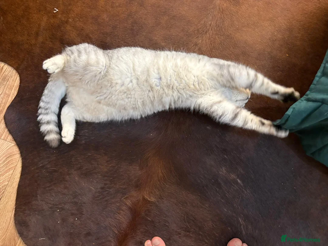British Shorthair cats for stud: 🌟 British Shorthair Chinchilla GCCF Champion 🌟 - Advert 4