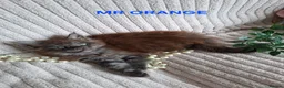 Maine Coon cats for sale: 3 Beautiful Maine coons  - Advert 12