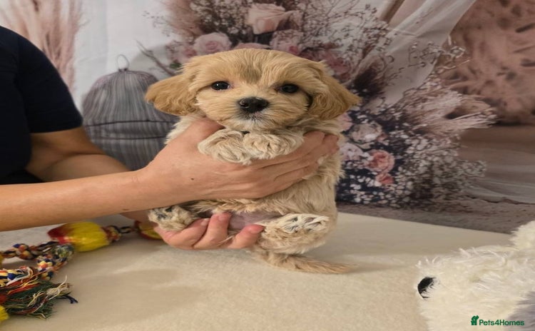Maltipoo dogs - Advert 4