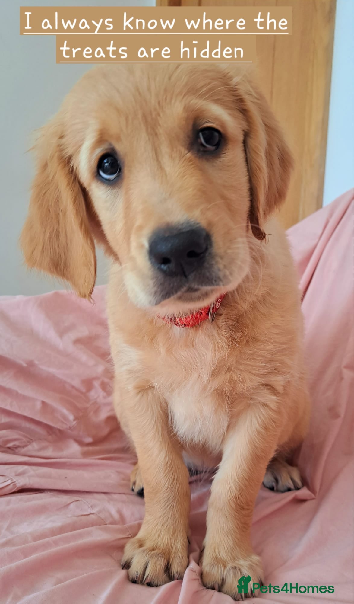 Golden Retriever dogs KC Healthy Puppies leaving in April - Advert 11