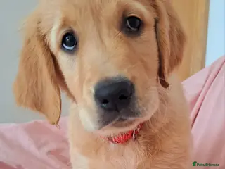 Golden Retriever dogs KC Healthy Puppies leaving in April - Advert 11