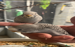 Budgerigars birds for sale: Baby budgies  - Advert 7