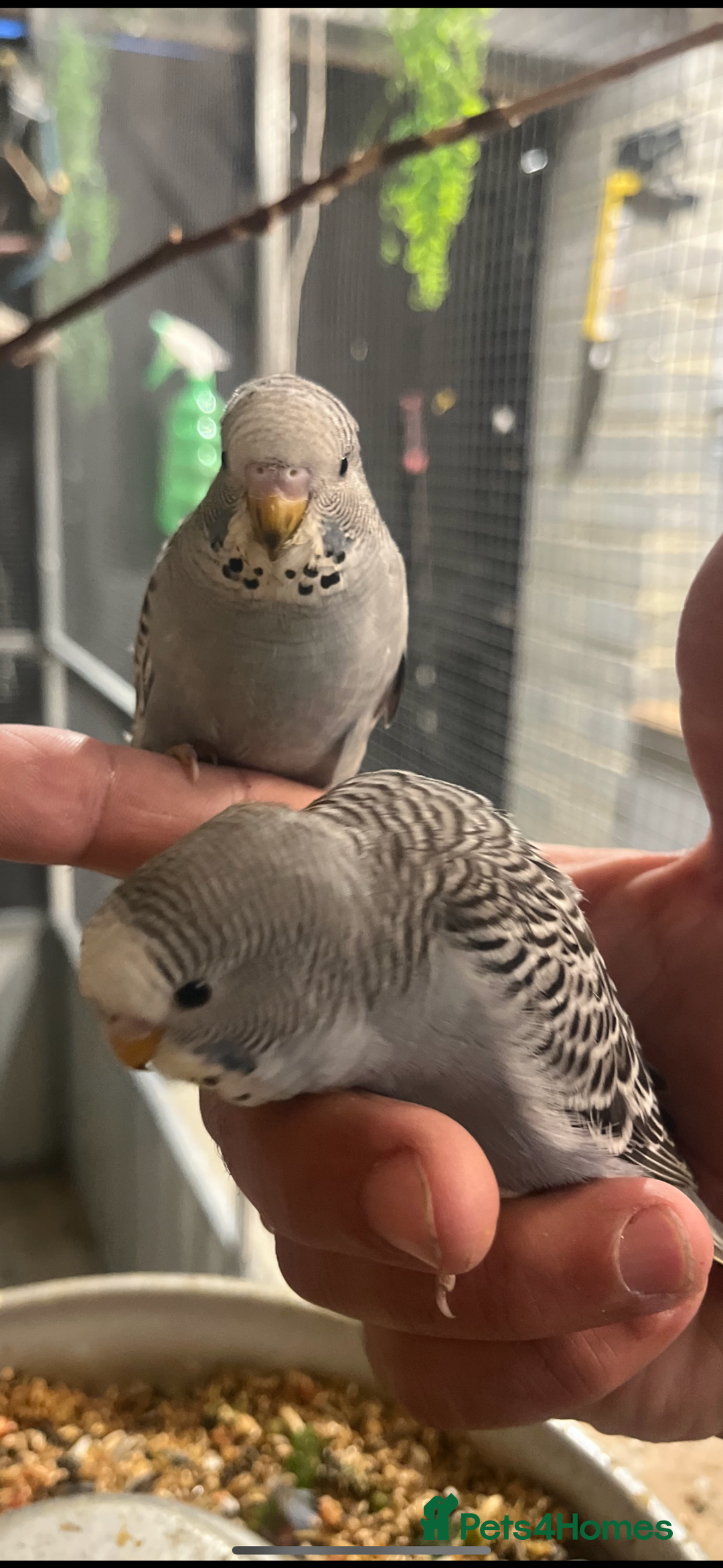 Budgerigars birds for sale: Baby budgies  - Advert 7