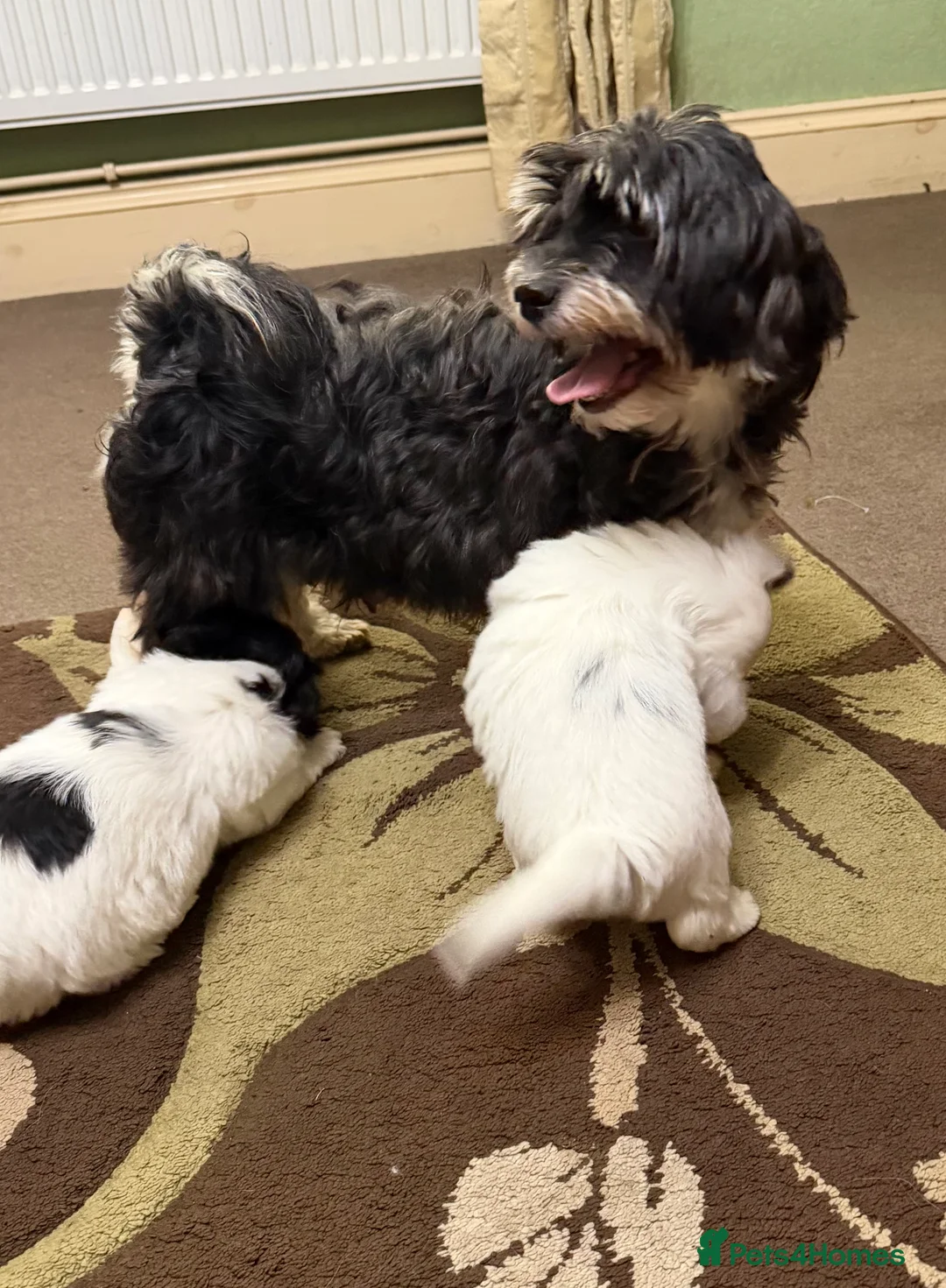 Havanese dogs for sale: ***Beautiful Havanese Puppies *** - Advert 13