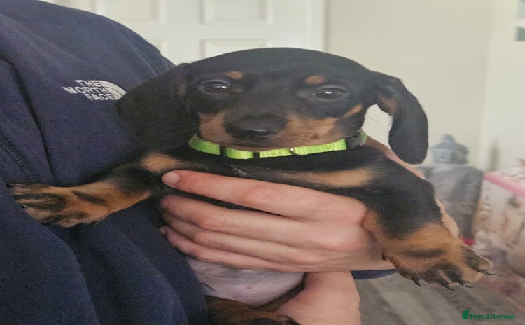 Dachshund dogs - Advert 16