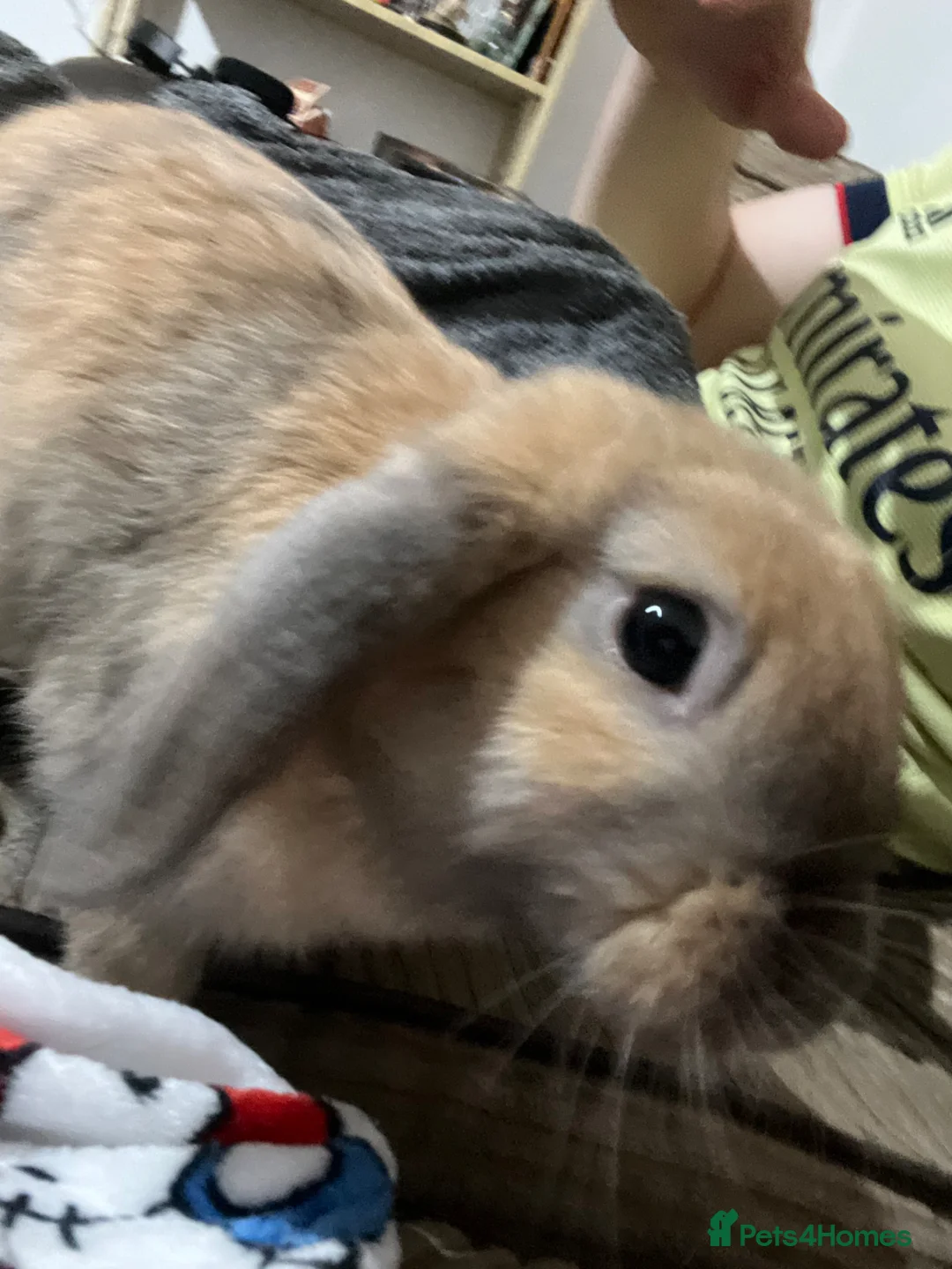 Mini Lion Lop rabbits for sale: 2 Female Lops (one lion lop)  - Advert 4
