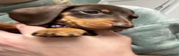 Dachshund dogs for sale: Stunning Chocolate & Tan Dachshund Puppies - Advert 9