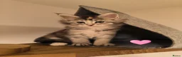Maine Coon cats for sale: Purebred Maine Coon last girl ready now - Advert 18