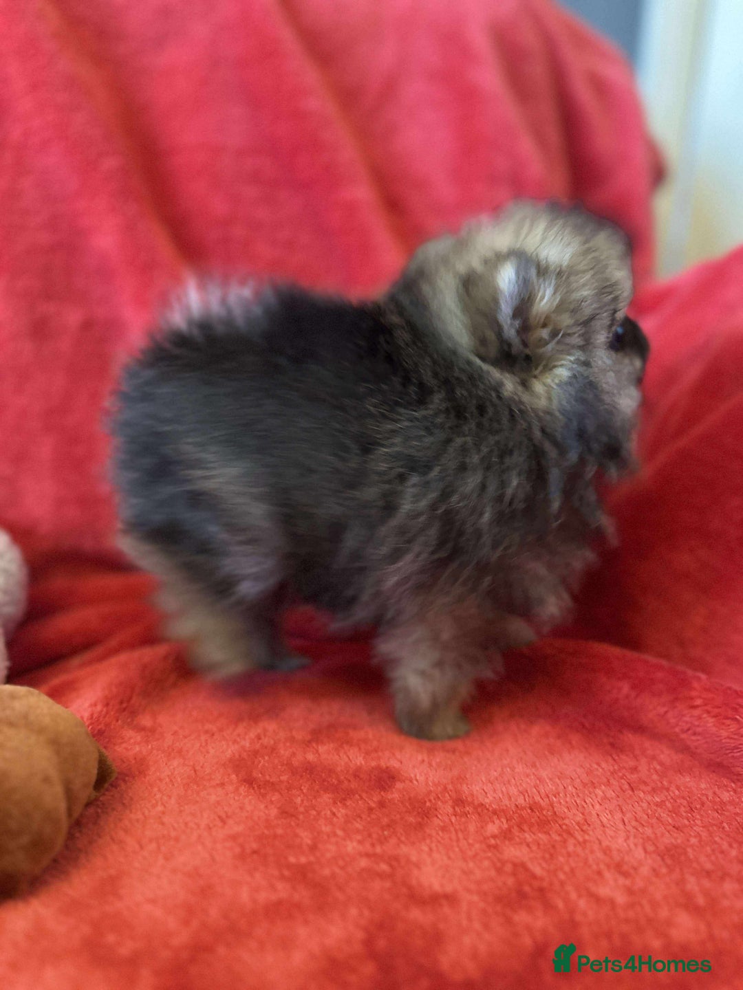 Pomeranian dogs for sale: Stunning KC reg Pomeranians  - Image 27