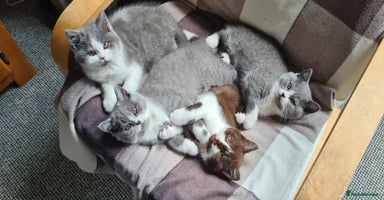 British Shorthair cats - Advert 8