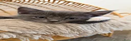 Mixed Breed cats for sale: Maine coon x Scottish fold - Advert 14