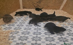 Mixed Breed dogs for sale: STUNNING LITTER SIBERIAN HUSKY x RED FOX LABRADOR - Advert 6