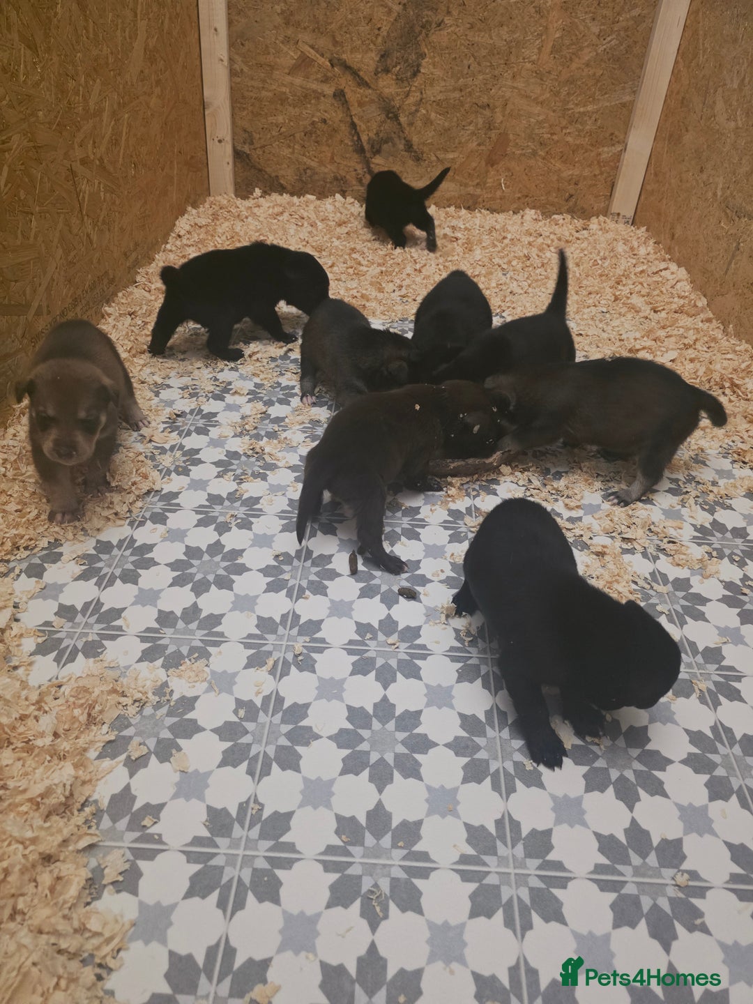 Mixed Breed dogs for sale: STUNNING LITTER SIBERIAN HUSKY x RED FOX LABRADOR - Advert 6