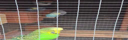 Mixed Breed birds for sale: Birds  - Advert 13