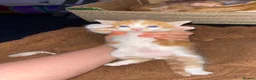 Mixed Breed cats for sale: 6 Adorable Male Kittens – 2 Ginger & 4 Beige - Advert 2