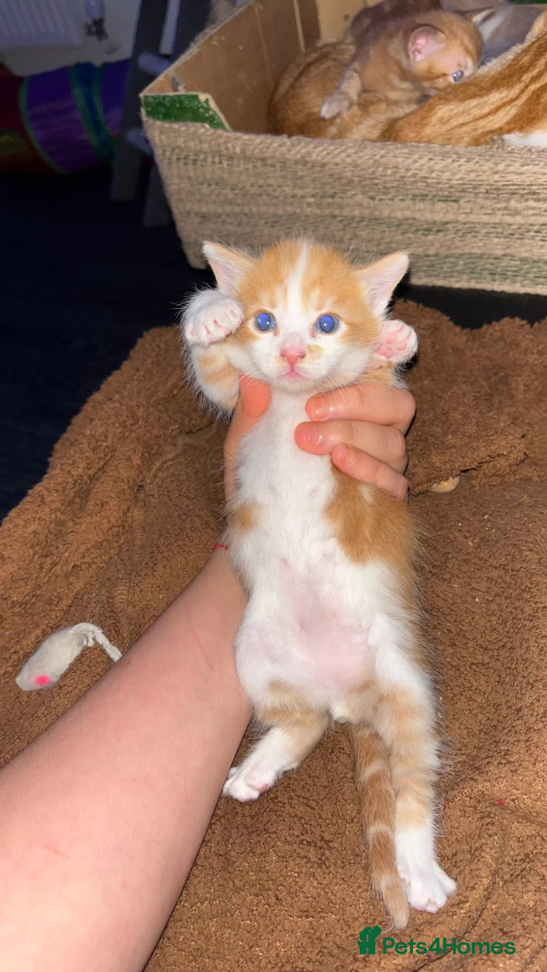 Mixed Breed cats for sale: 6 Adorable Male Kittens – 2 Ginger & 4 Beige - Advert 2