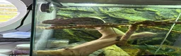Chameleon reptiles for sale: Veiled Chameleon, Male, 2 years, comes with setup. in Bolton - Advert 1