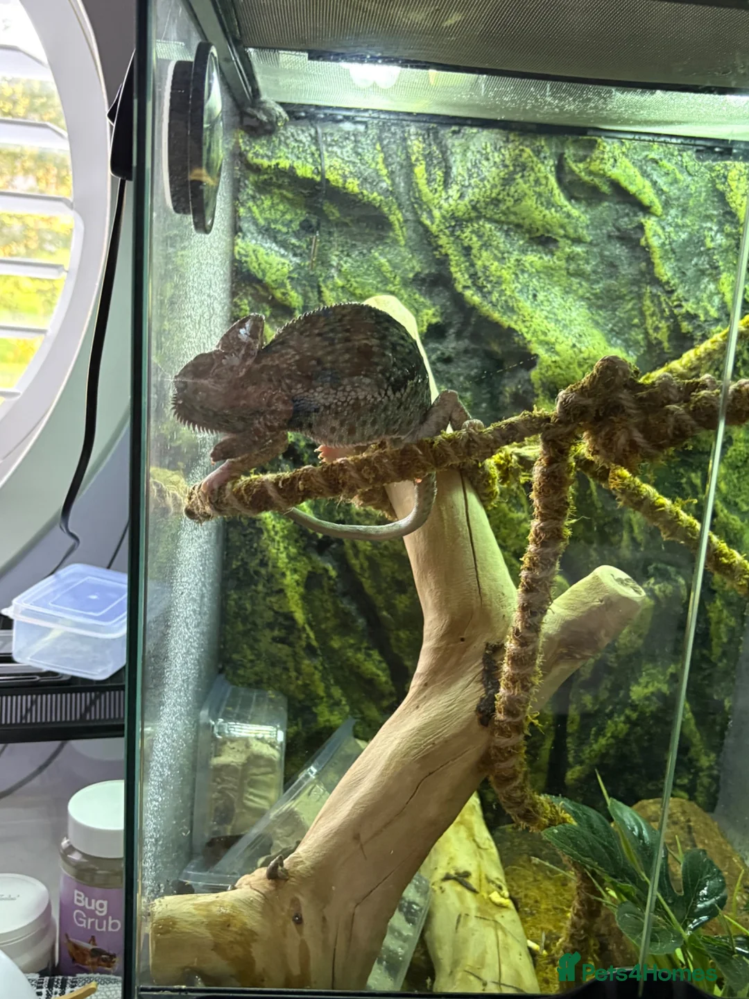 Chameleon reptiles for sale: Veiled Chameleon, Male, 2 years, comes with setup. in Bolton - Advert 1
