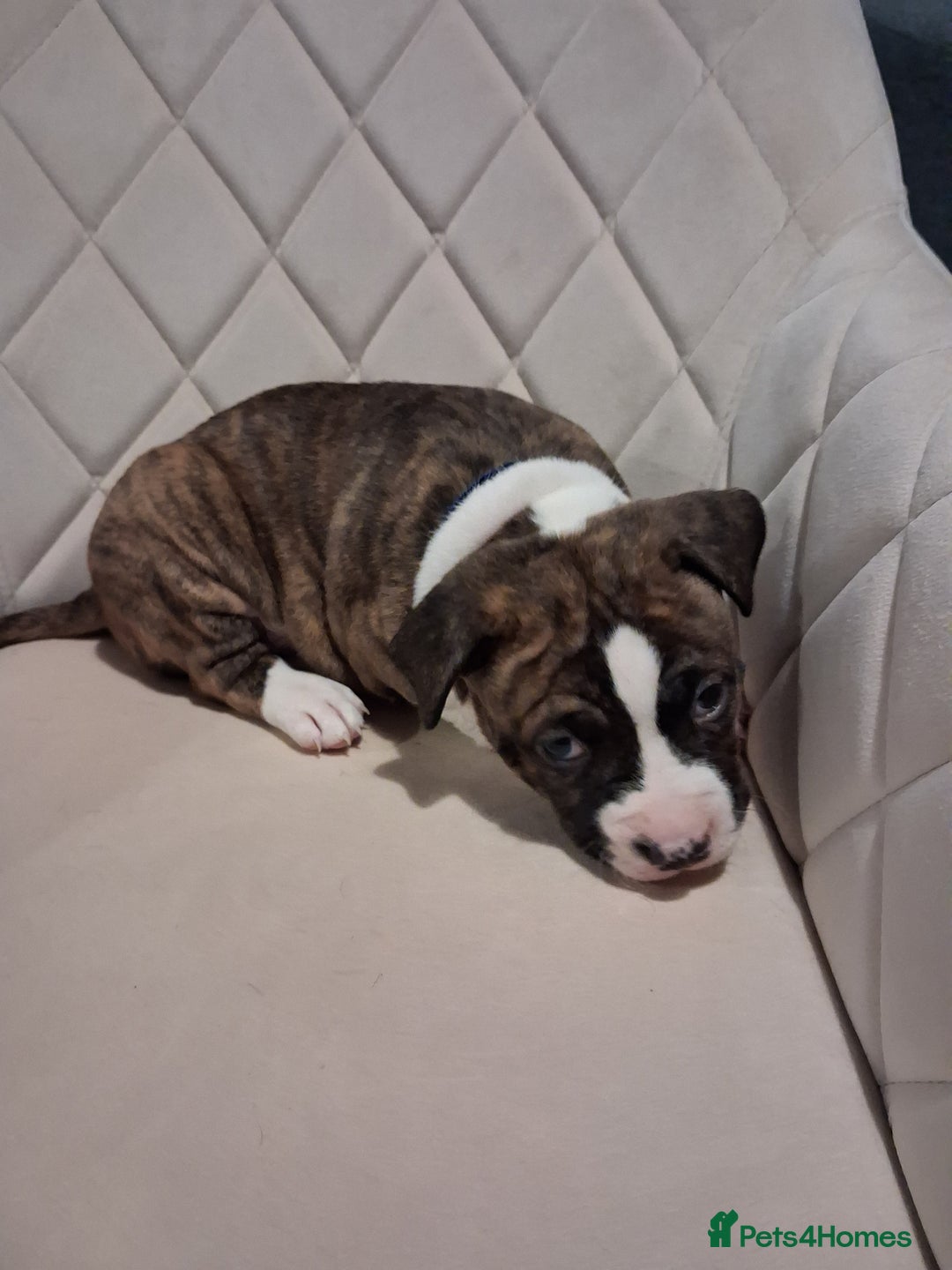 Mixed Breed dogs for sale: American bully Staffordshire bull terrier Puppies  - Advert 6