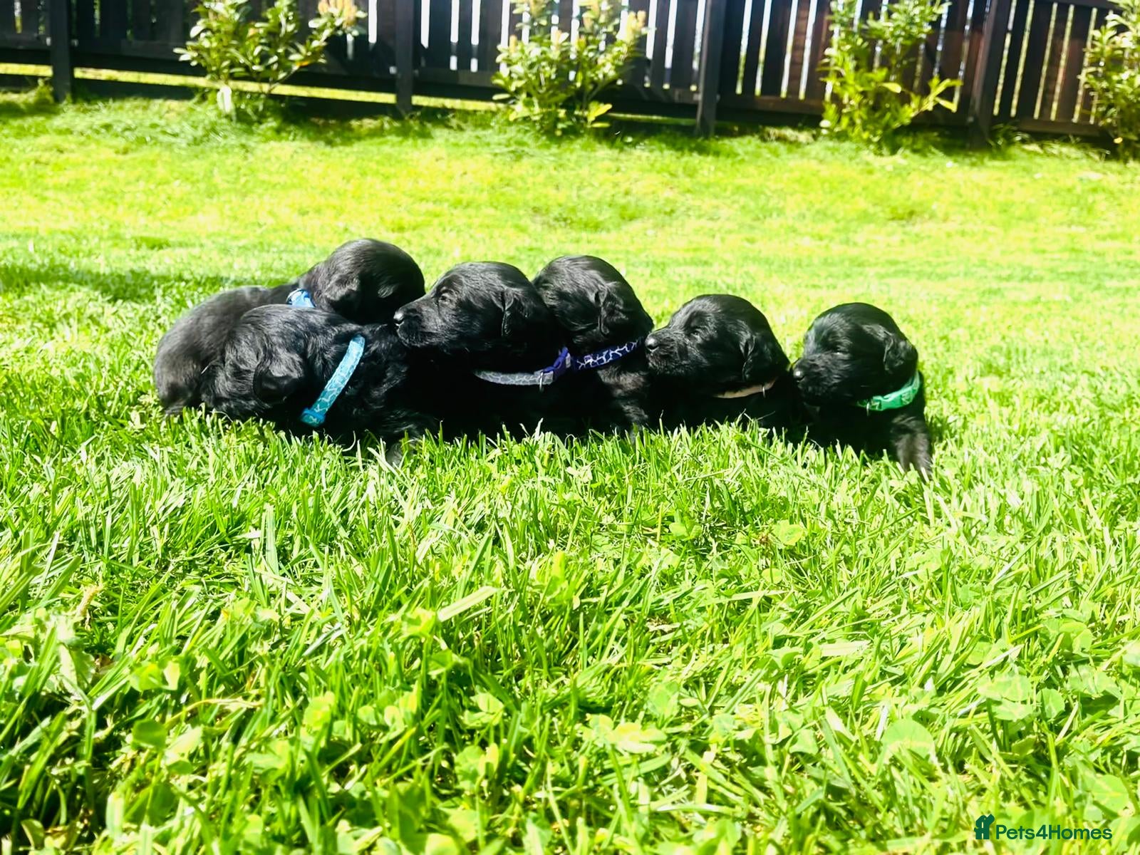 Labradoodle dogs Stunning Standard labradoodles f1 - Advert 1