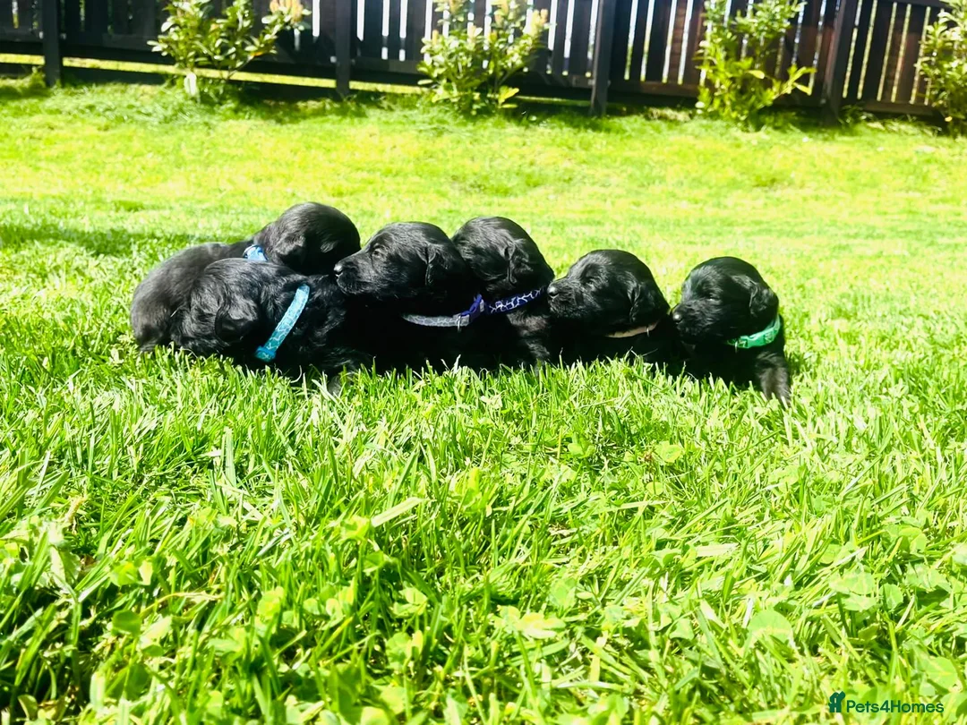 Labradoodle dogs for sale: Stunning Standard labradoodles f1 - Advert 1