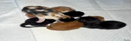 Mixed Breed cats for sale: Long haired ginger females kittens - Advert 5