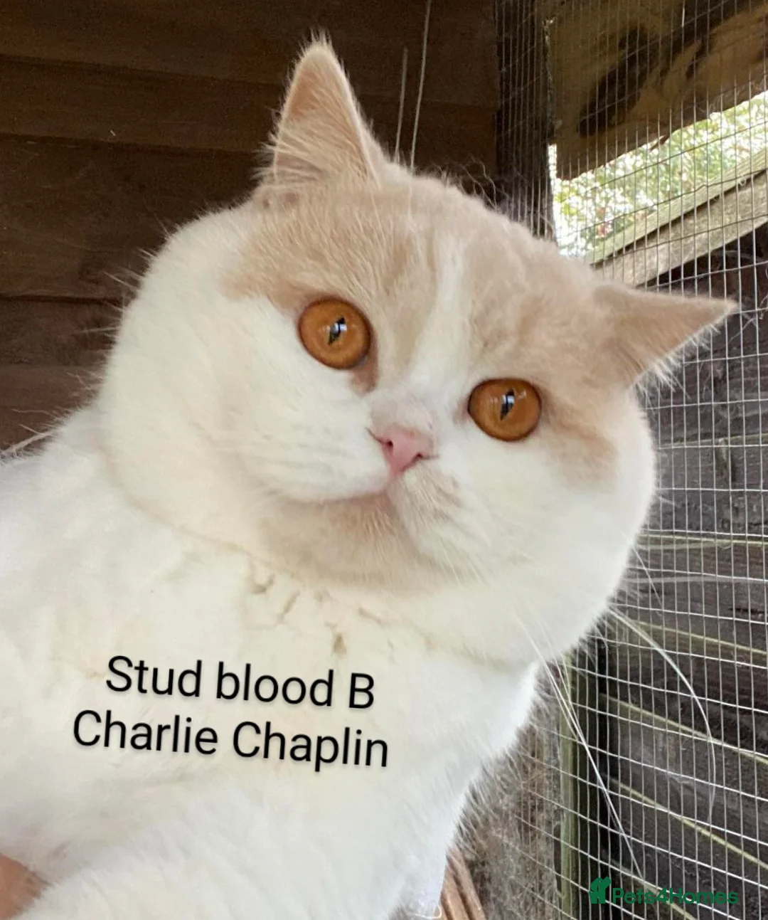 British Shorthair cats for stud: GCCF Studs Blue Lilac Blue Bi Cream Bi in Manchester - Advert 7
