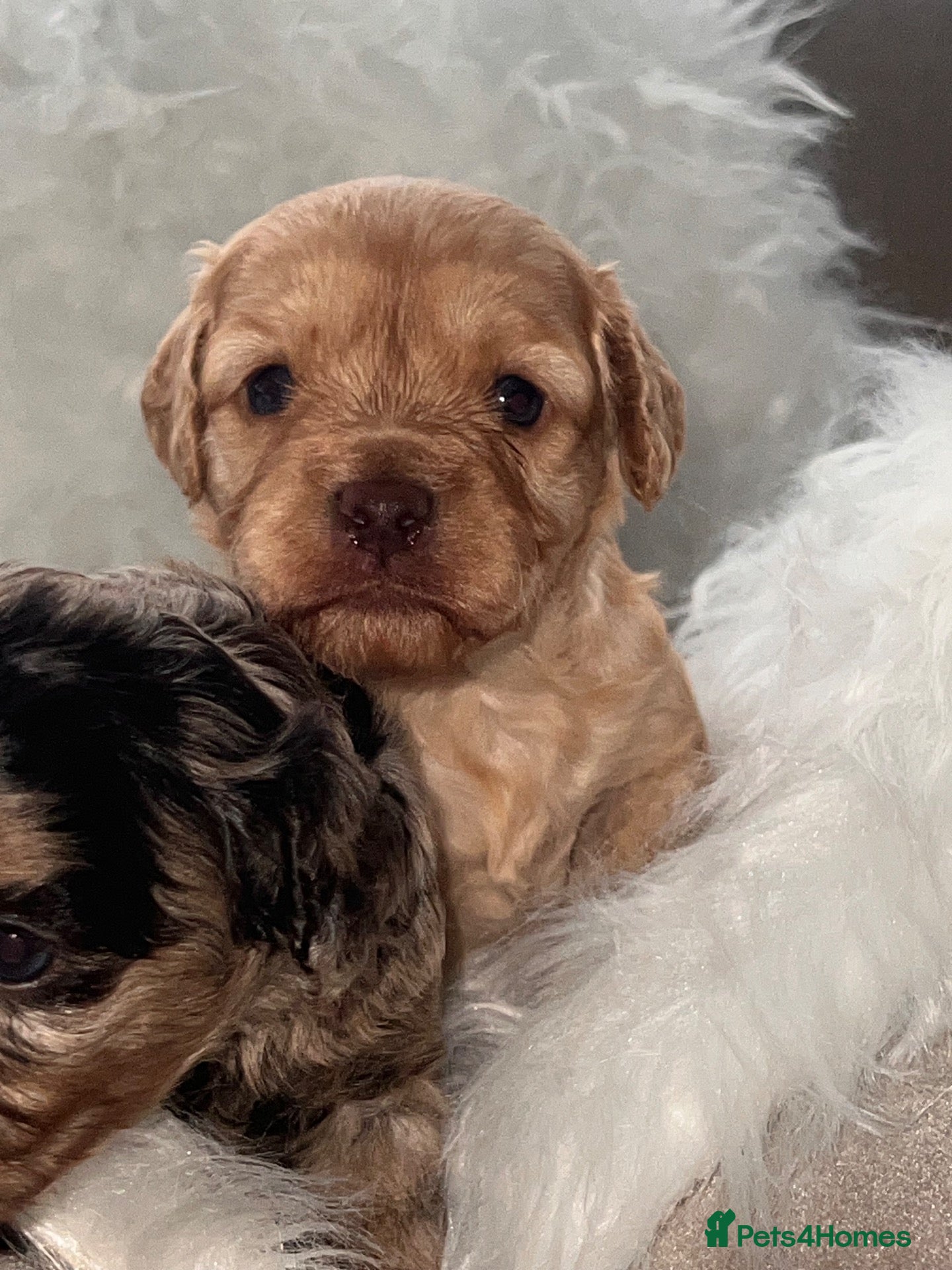 Cavapoo dogs ⭐️ Rare Choc & Tan Merle F1 Cavapoo puppies ⭐️ - Advert 2