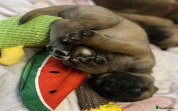 Great Dane dogs for sale: Fawn black mask - Image 1