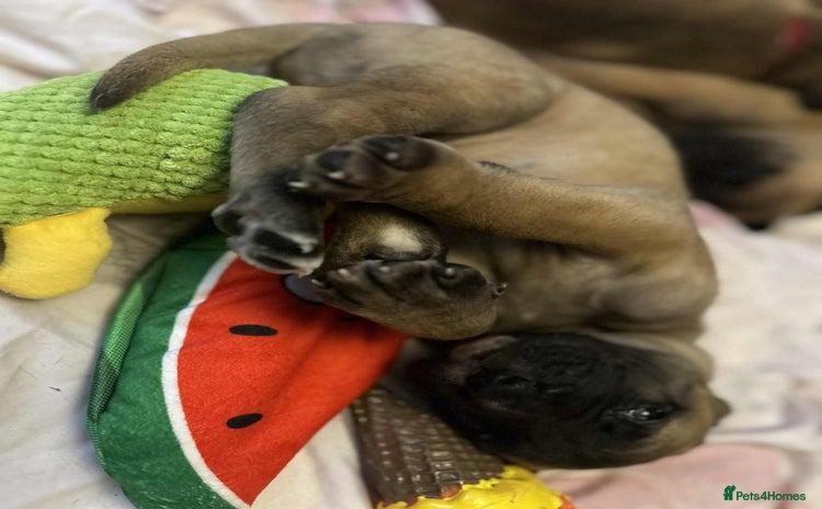 Great Dane dogs - Advert 1