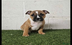 Staffordshire Bull Terrier dogs for sale: Kc Staffordshire bull terrier puppies  - Image 6